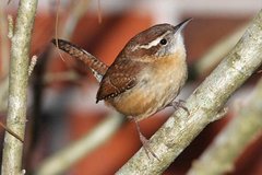 Carolina Wren